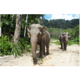 ELEPHANT JUNGLE SANCTUARY ONE DAY WALK WITH ELEPHANT PROGRAM (Include Transportation) 6 hrs.